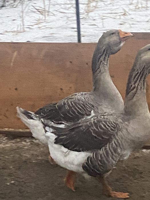 Продам гусаков помесь с холмагором