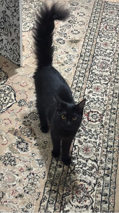 Черная кошка отдам в хорошие руки