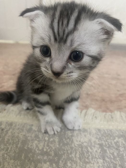 шотландский вислоухий котенок