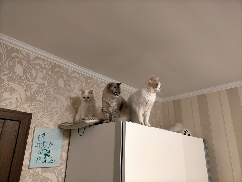 Домашняя передержка для кошек