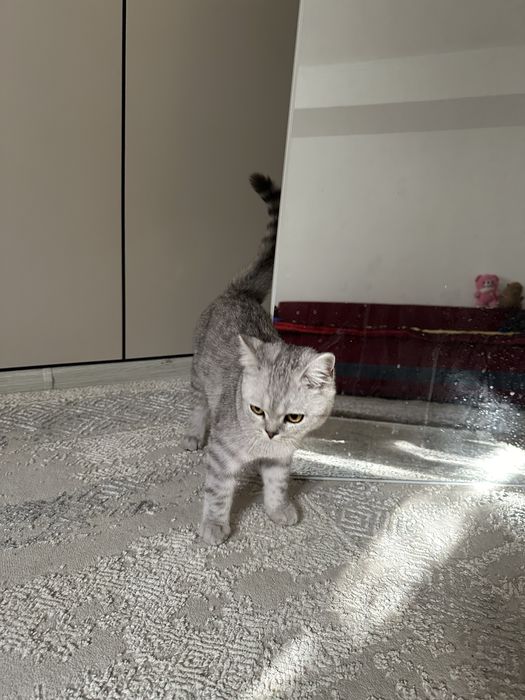 Кот Британец короткошерстная