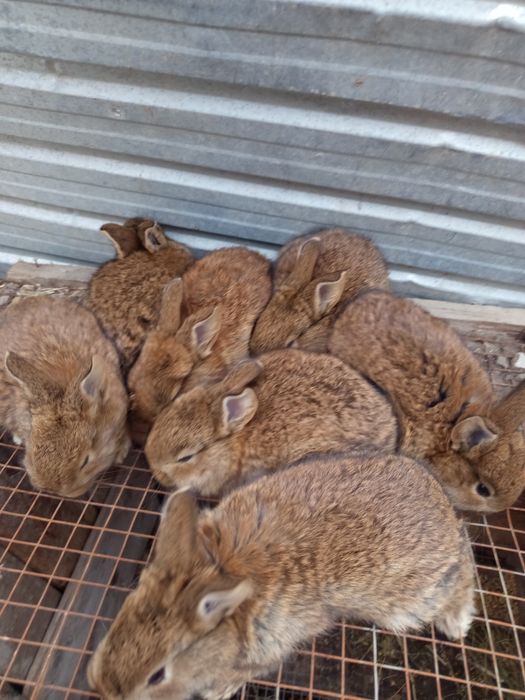 Продаётся кролики