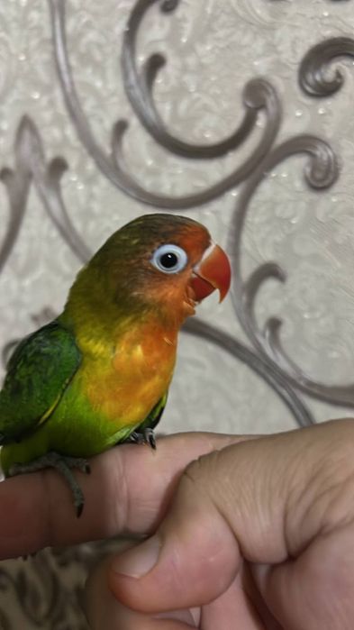 Ручной неразлучник продается