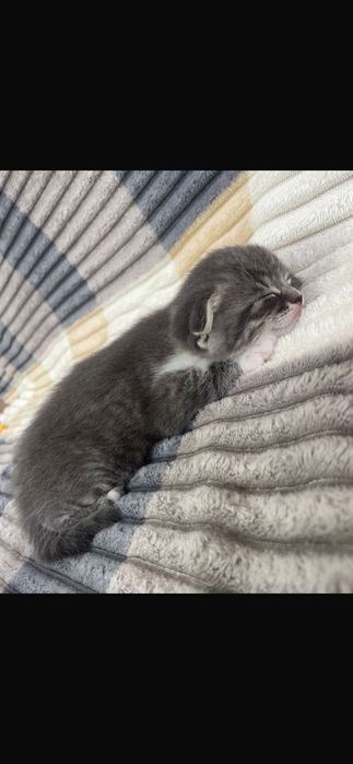 Шотландский выслоухий