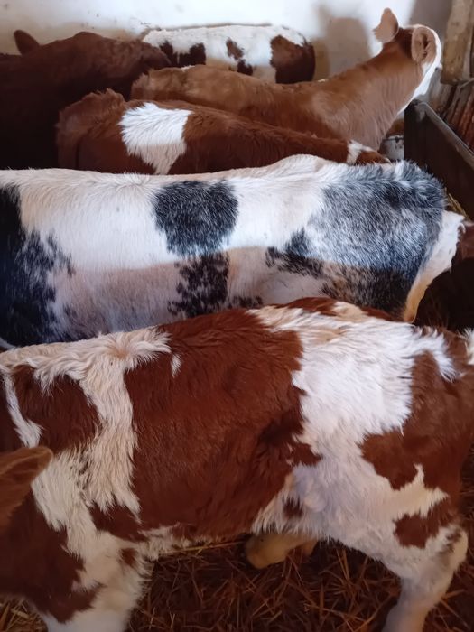 Taurasi baltati și vitea belgiana