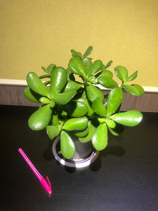 ЦЕНА ЗА ВСЕ 3 растения