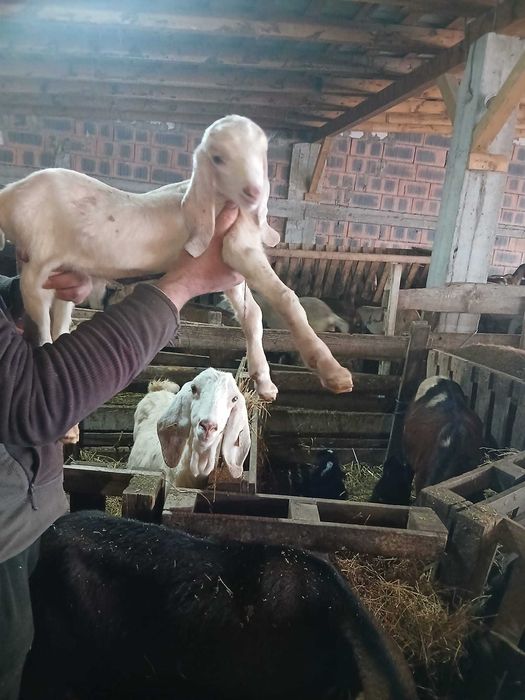 Țapi și iedute anglo-nubieni