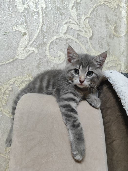 Отдам котенка мальчик