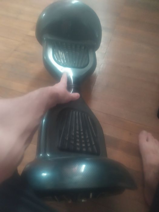 Гераскутор взрослый