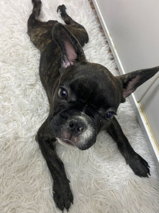 Французский бульдог