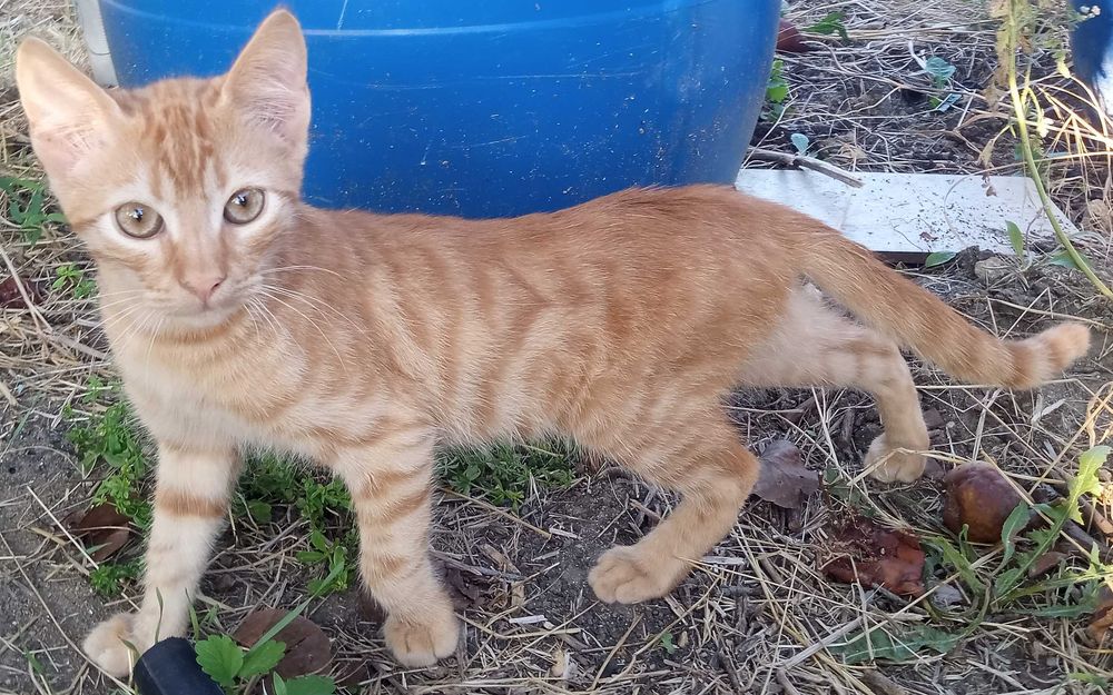 Котарак, роден през юни