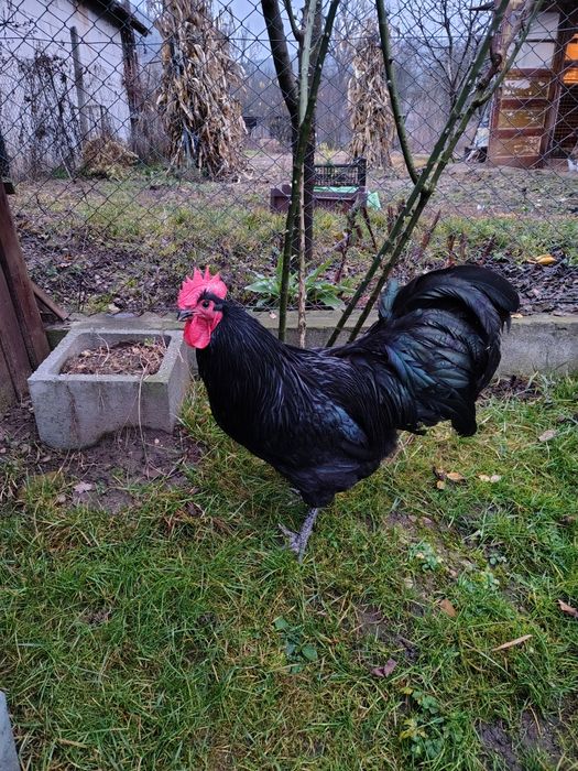 Cocosi diferite rase