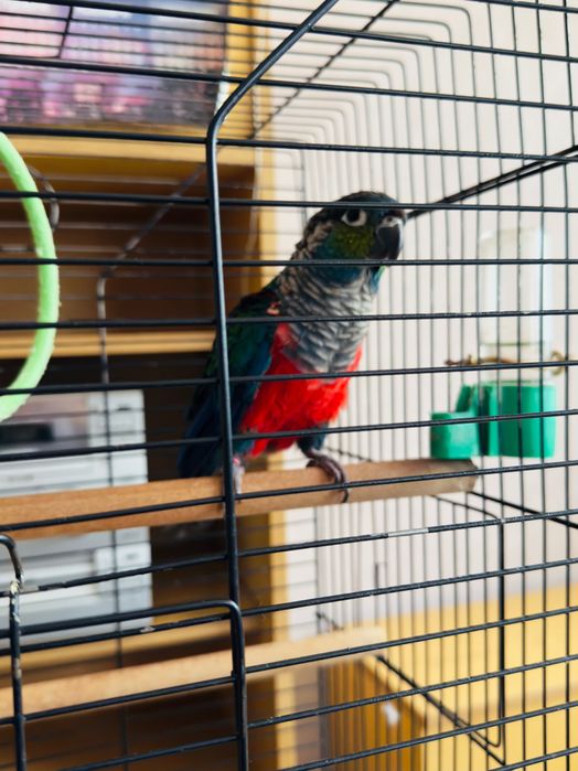 Папагал Пирура Молина