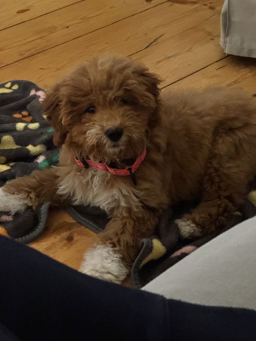 Голдън дудъл / Goldendoodle 3месечна