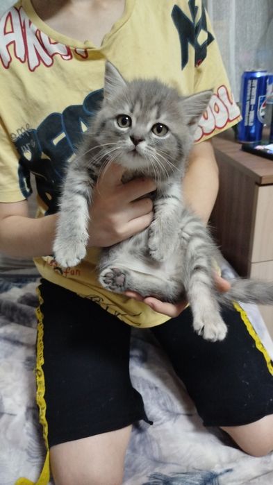 Ласковые, нежные малыши Скотиш  страйт