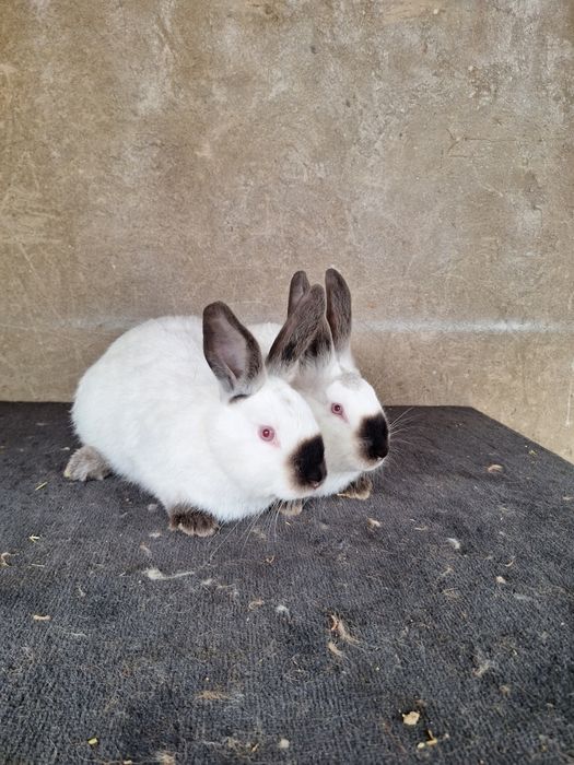 Пара молодых  Калифорний