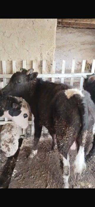 1 жасар бұқалар бордақы