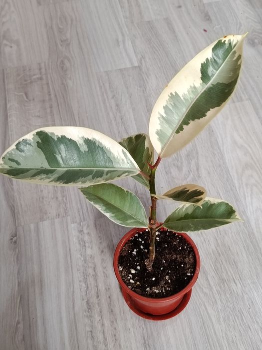 Продам домашние растения