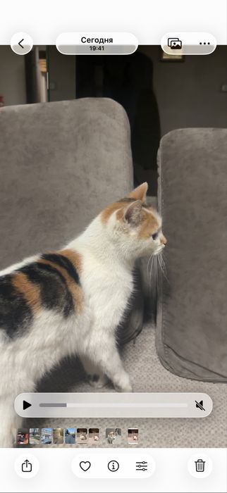 Отдам трехцветную кошечку