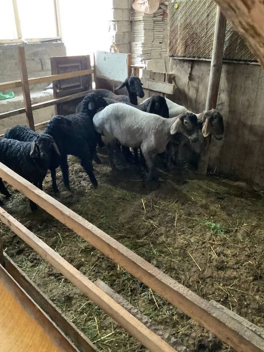 Куйлар сотилад келишилган народа дехкончилиг куйлар сифати ало йош куй