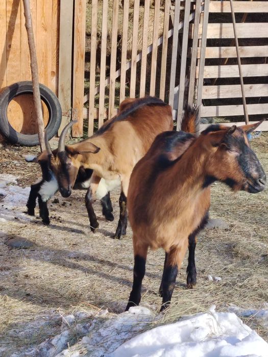 Disponibile două capre.