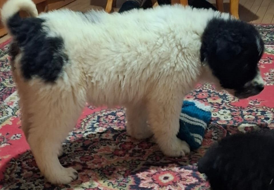 Продам щенка девочка  2 месяца