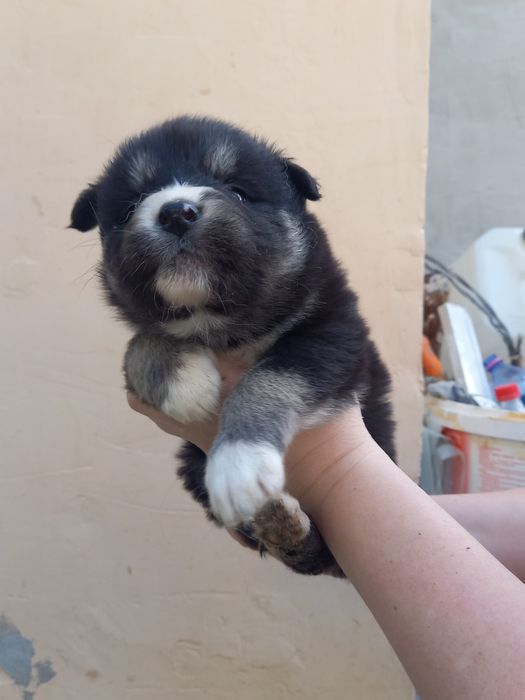 Щенки в добрые руки