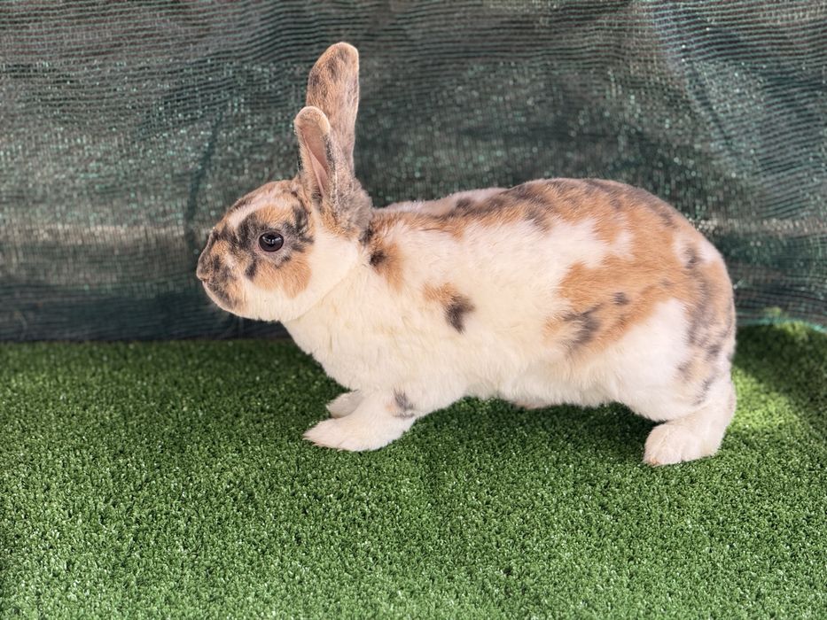 Продавам зайците на снимките от породата Рекс