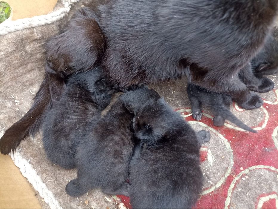 СРОЧНО Кошка с 4 котятами ищет дом