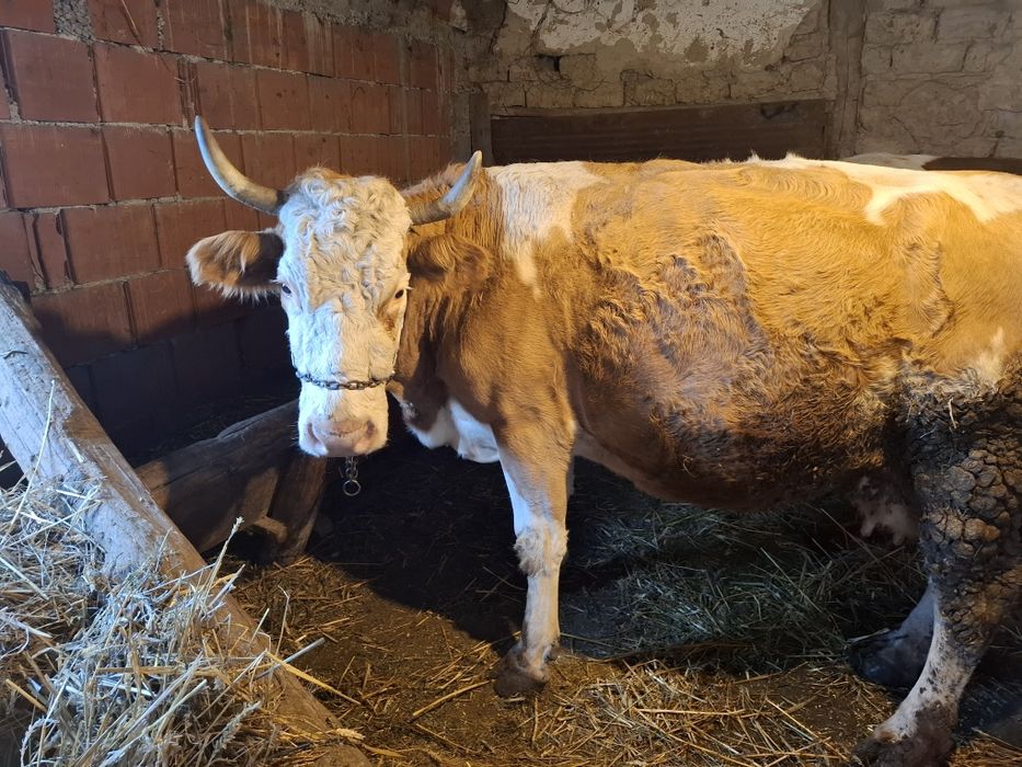 Vând două vaci gestante