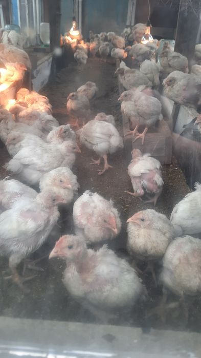 Цыплята бролеры подрощеные