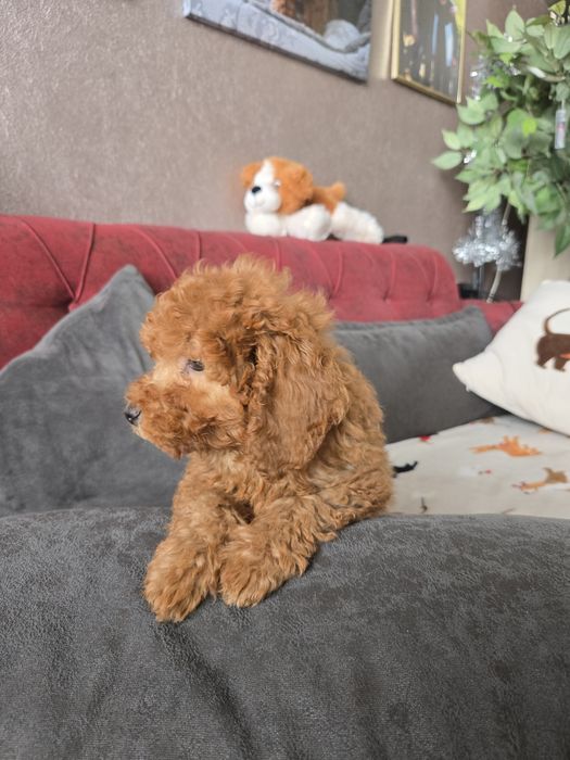 Продавам Мини Пудел