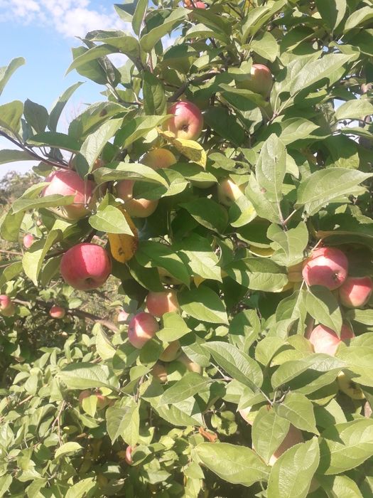 Продам дачные яблоки