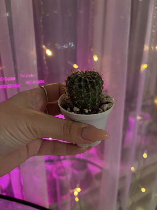 Кактусята разные