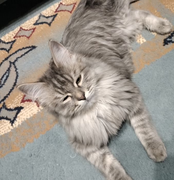 Отдам котика в хорошие руки