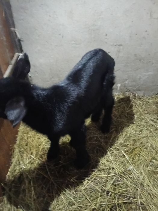 Парода альпийски