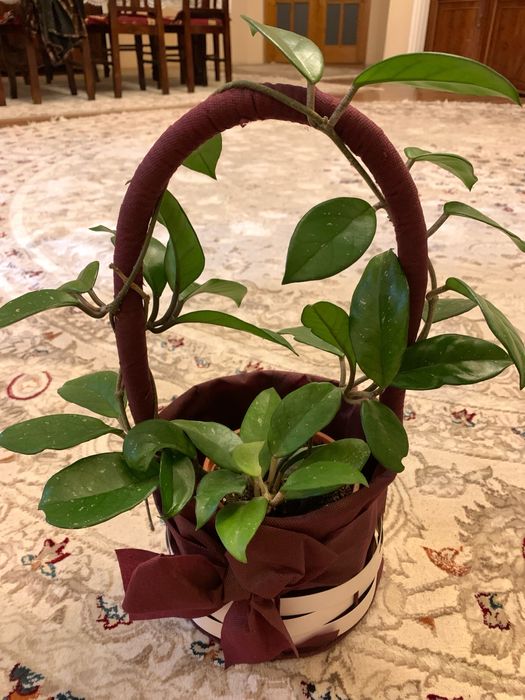 Домашние ростения