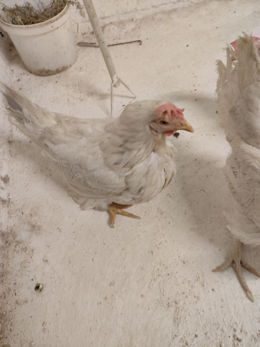 Кросс супер ник белая         .