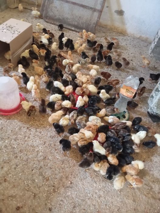 Vand pui de și găini.