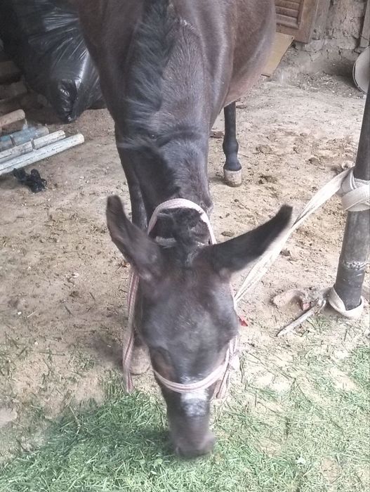 Juda chiroyli ayol porno video