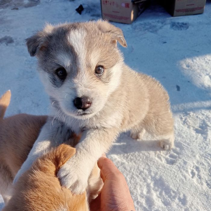 Отдам щенков бесплатно