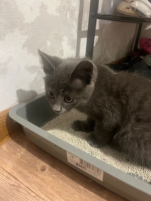 Котенок в хорошие руки