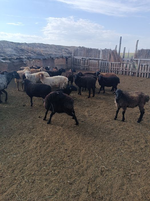 Продаются бараны