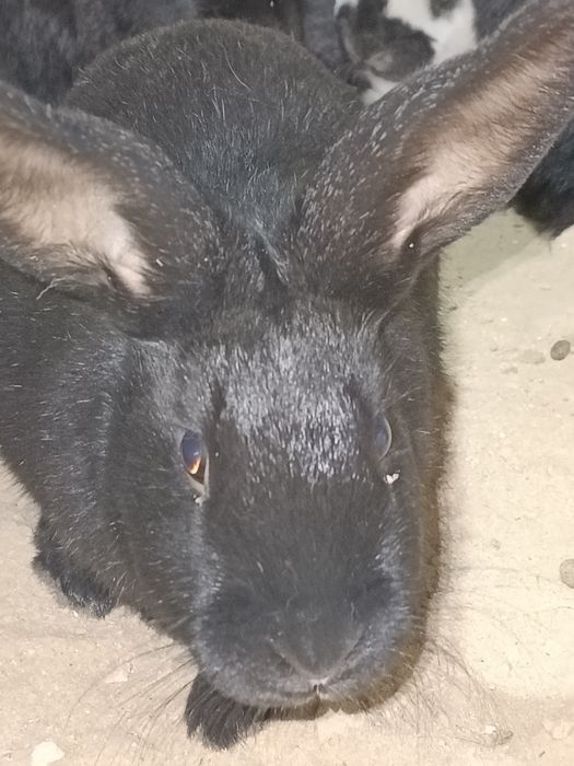 Кролик қояндар көжек