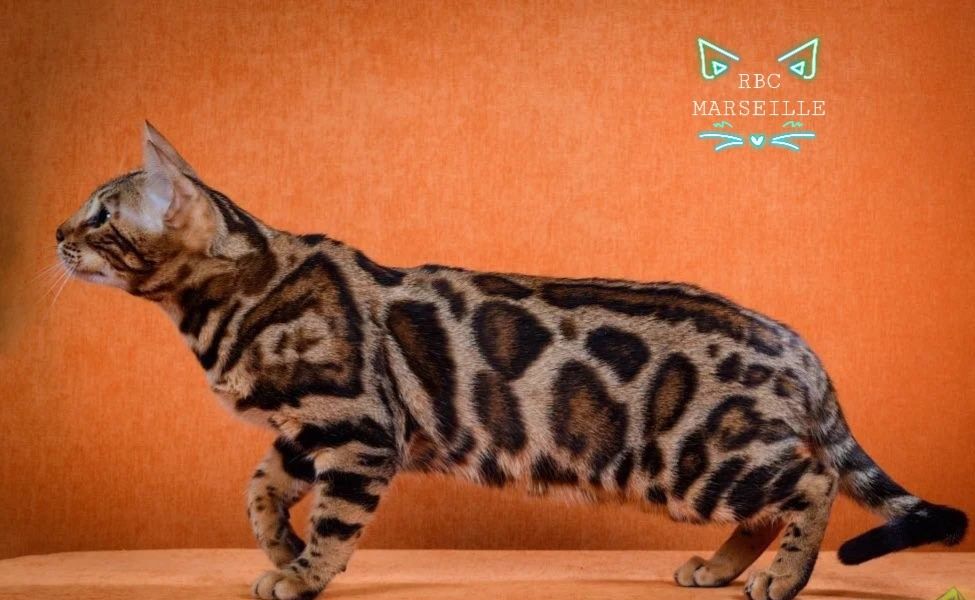 КЛУБHЫЕ "Бенгальские котята"