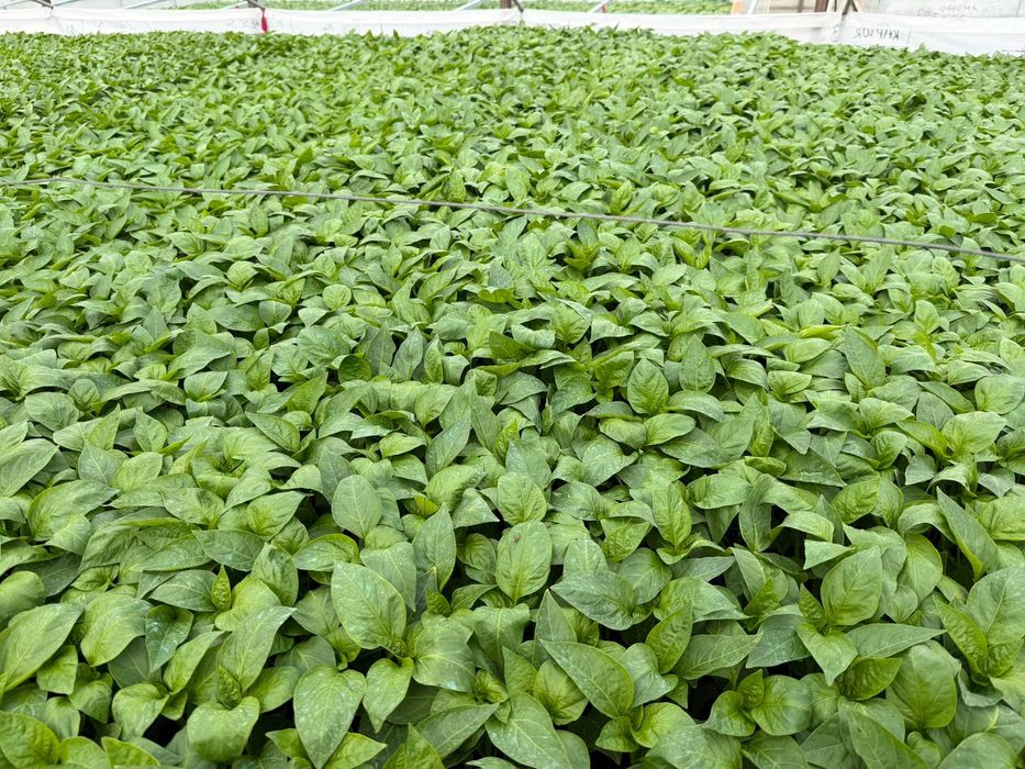 Răsaduri de legume profesionale - Livrare prin curier în toată țara