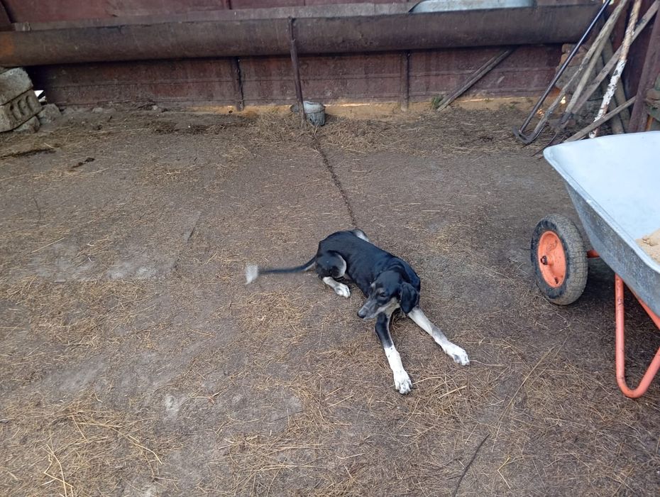 Тазы гончие,родословный