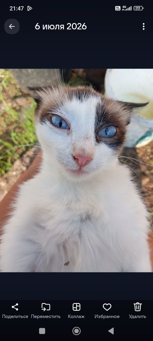 Котёнок взрослый в частный дом