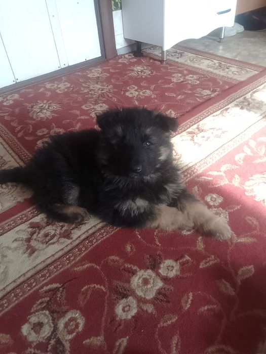 Щенок немецкой овчарки, возрост 2 месяца