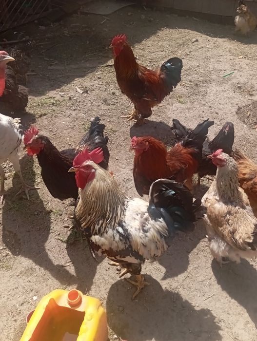 Әтеш сатамын ірі тұқымды